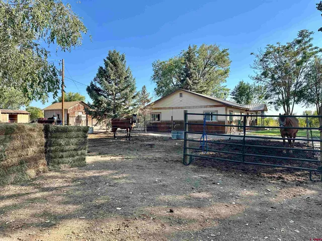 a street view with large trees