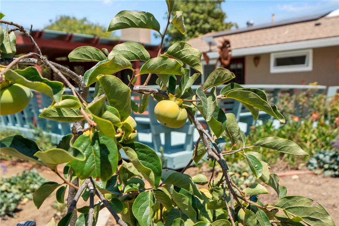720 Carnation Lane Fallbrook, CA 92028 - Photo 29 of 45 Fruit bearing Trees
