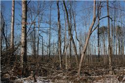 0 Company Farm Road Tracy City, TN 37387 - Photo 5 of 10 Gallery Image 5