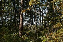 0 Company Farm Road Tracy City, TN 37387 - Photo 7 of 10 Gallery Image 7
