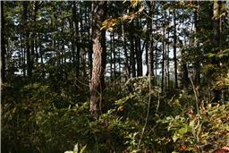 0 Company Farm Road Tracy City, TN 37387 - Photo 9 of 10 Gallery Image 9