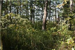 0 Company Farm Road Tracy City, TN 37387 - Photo 10 of 10 Gallery Image 10
