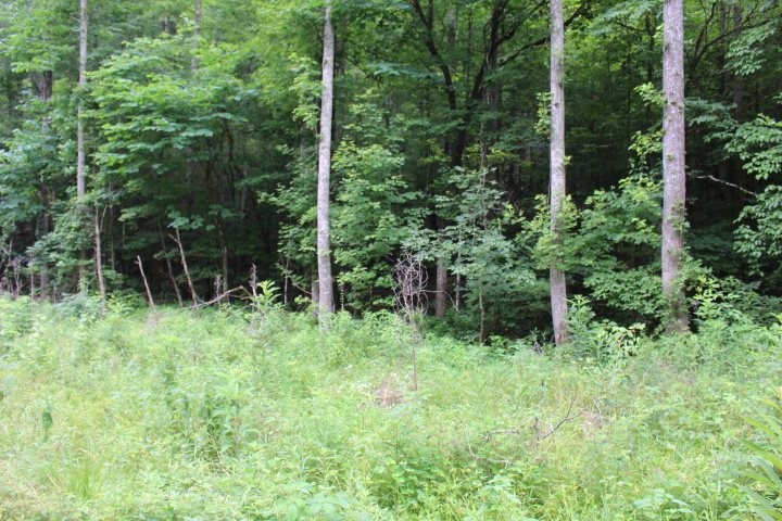 655 Co Road Riceville, TN 37370 - Photo 1 of 1 Gallery Image 1
