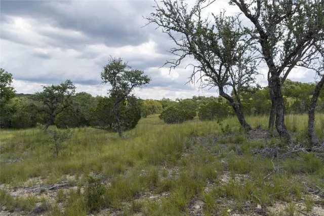 a view of a forest with trees in the background