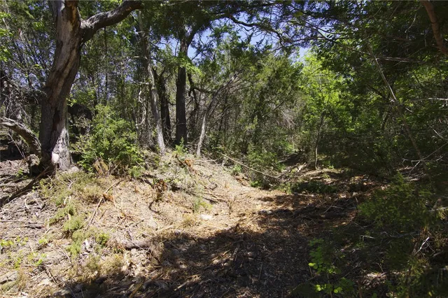a view of a tree in the middle of a yard