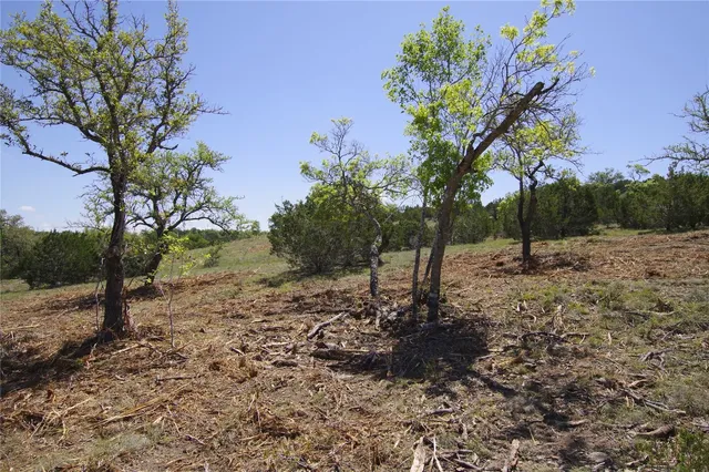 a view of a forest filled with trees