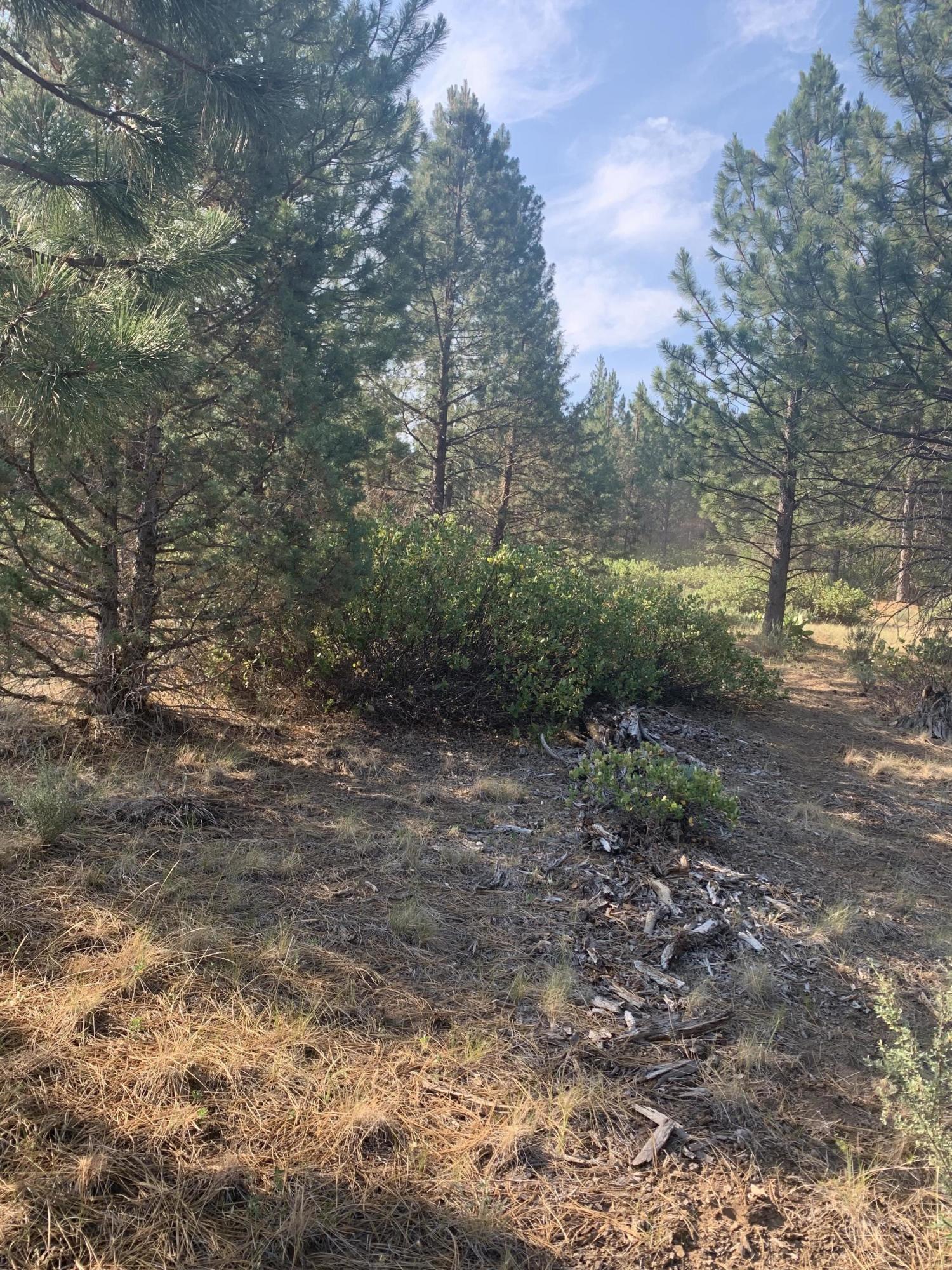 2600 Bliss Road Sprague River, OR 97639 - Photo 7 of 8 a view of a yard with a tree