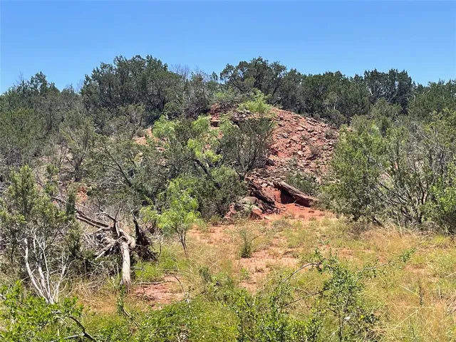 a view of a yard in a forest