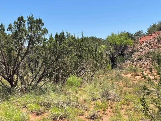 a view of a yard with a tree