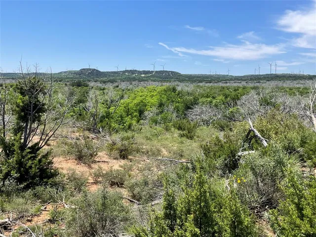 a view of a lush green forest with lots of trees