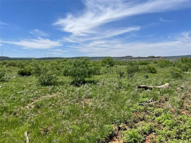 a view of a bunch of trees and bushes
