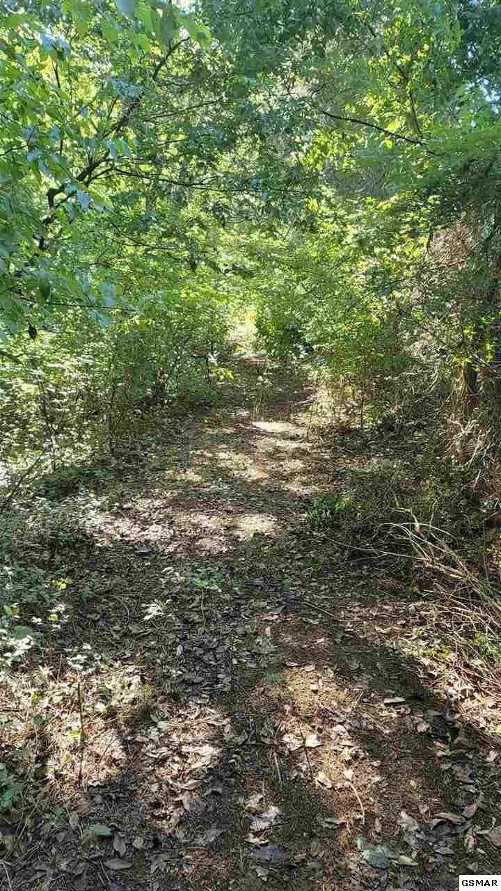 10 Sims Cemetery Road Sevierville, TN 37876 - Photo 5 of 15 a view of a yard with plants and large trees