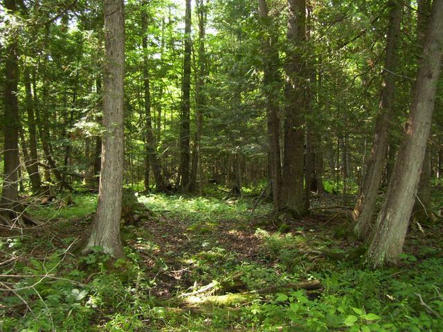 N7641 Miles Road Porterfield, WI 54159 - Photo 11 of 19 Gallery Image 11