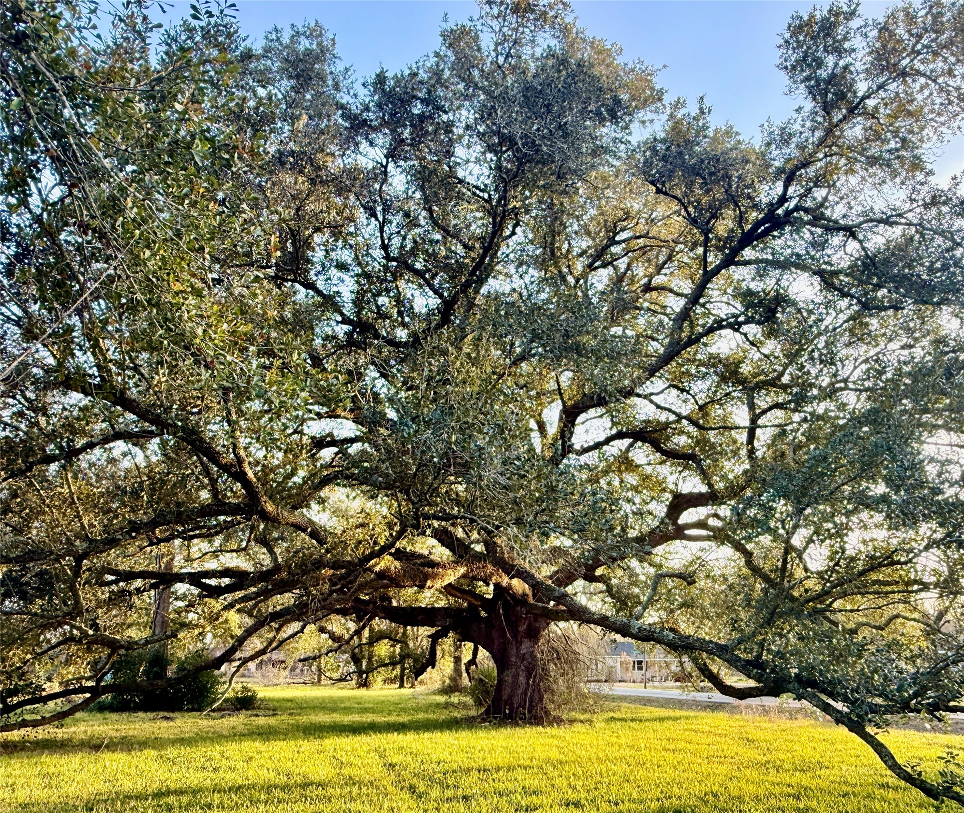 416 North Tinsley Street Angleton, TX 77515 - Photo 7 of 11