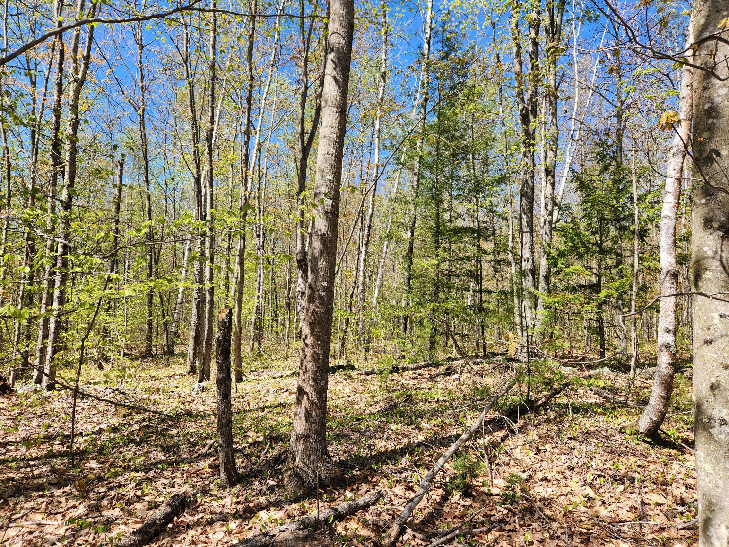 286 Staples Hill Road Canton, ME 04221 - Photo 72 of 118 20260516_142727