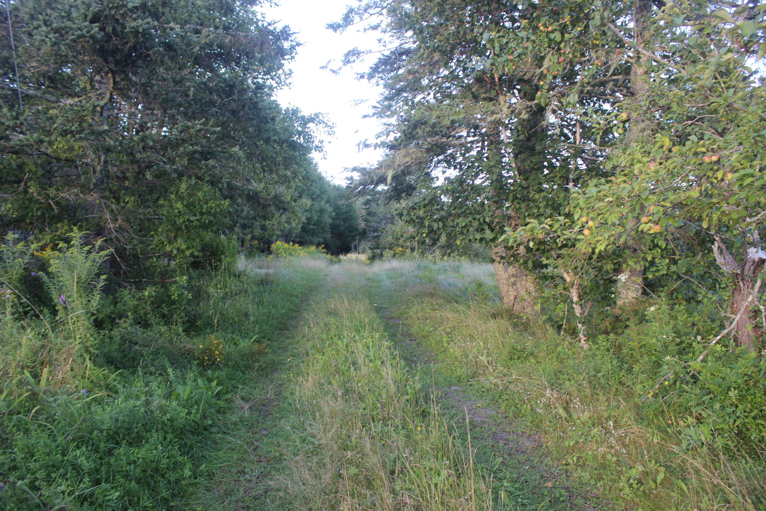 6 Daggett Road Perry, ME 04667 - Photo 6 of 16 IMG_3725