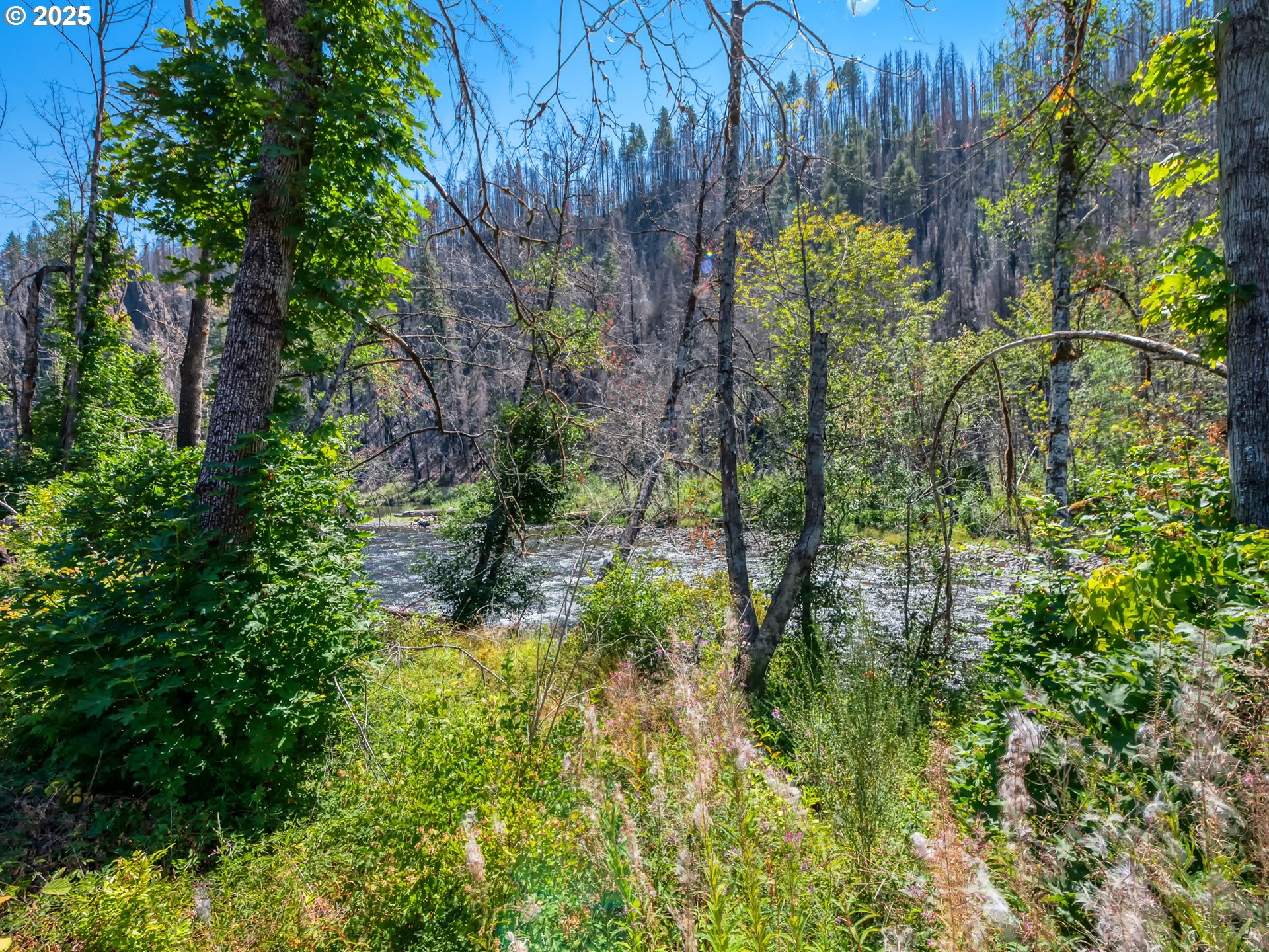 49280 McKenzie Highway Vida, OR 97488 - Photo 12 of 21 a backyard of a house with lots of green space