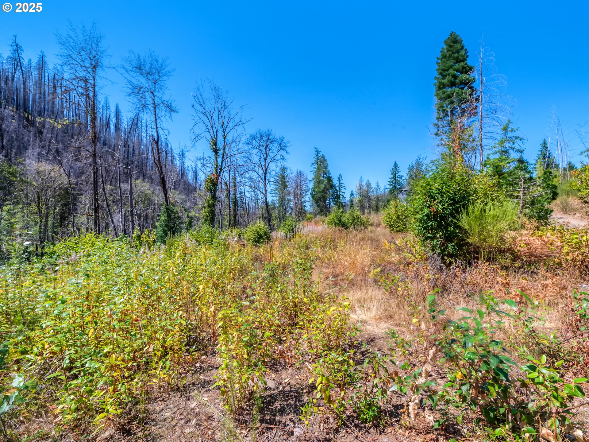 49280 McKenzie Highway Vida, OR 97488 - Photo 14 of 21 a view of a garden with trees
