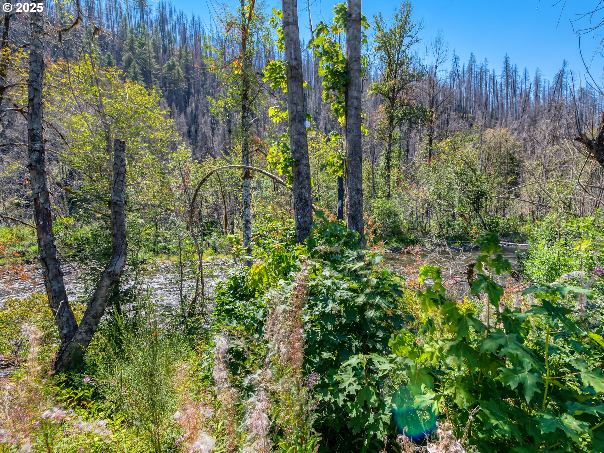49280 McKenzie Highway Vida, OR 97488 - Photo 17 of 21 a view of a garden with plants and trees