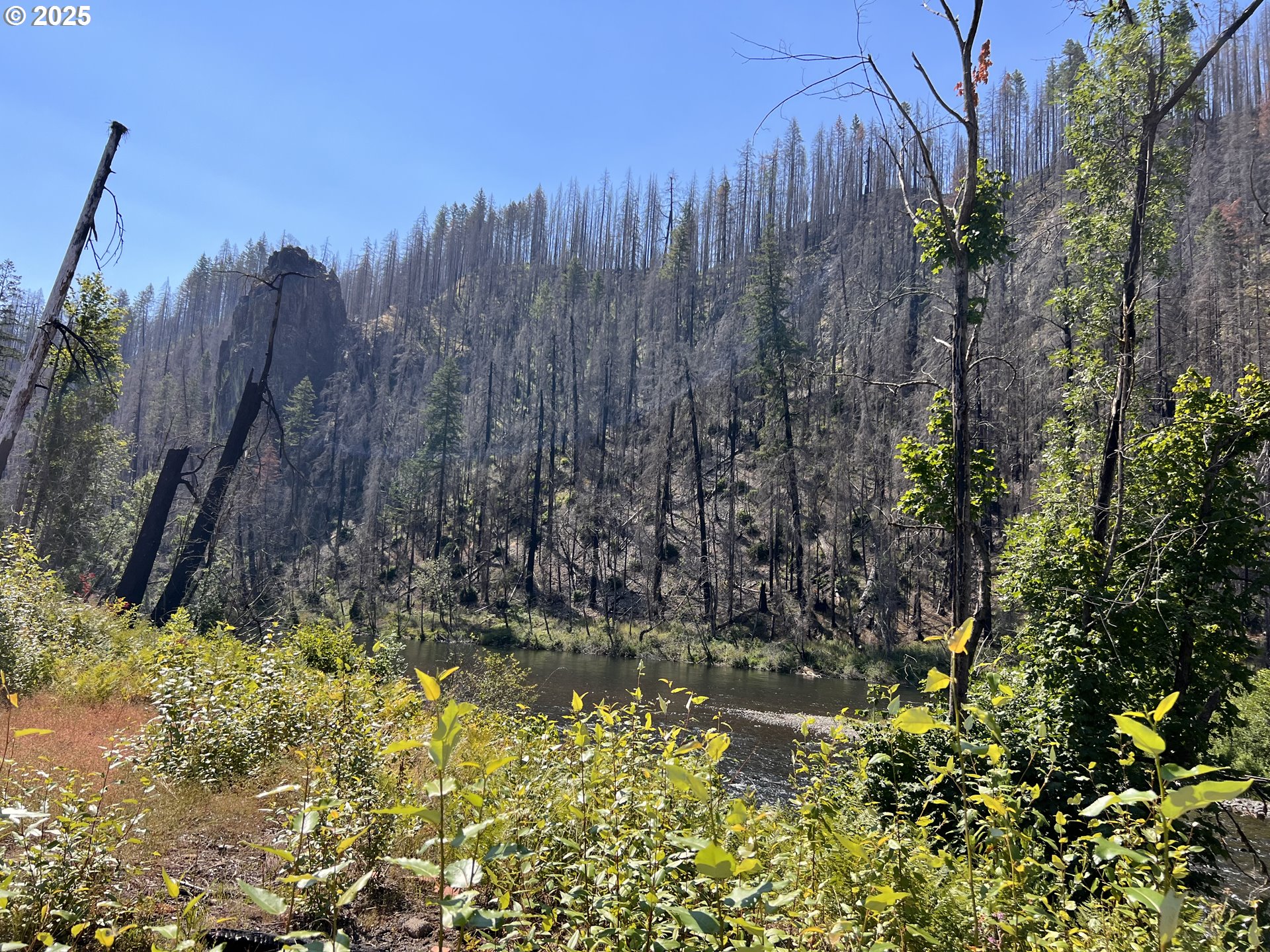 49280 McKenzie Highway Vida, OR 97488 - Photo 20 of 21 a view of a garden with a tree