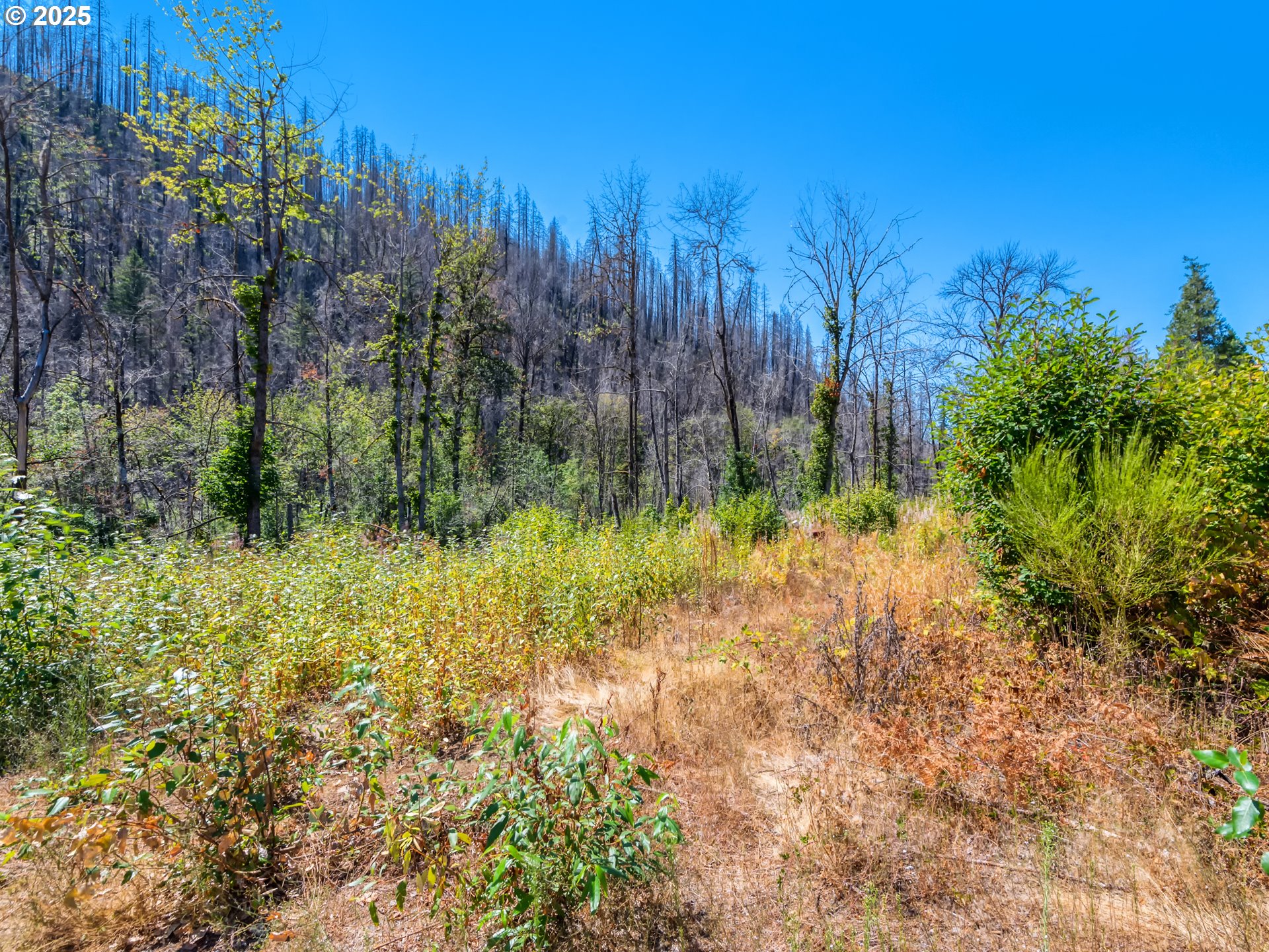 49280 McKenzie Highway Vida, OR 97488 - Photo 2 of 21 a view of a garden