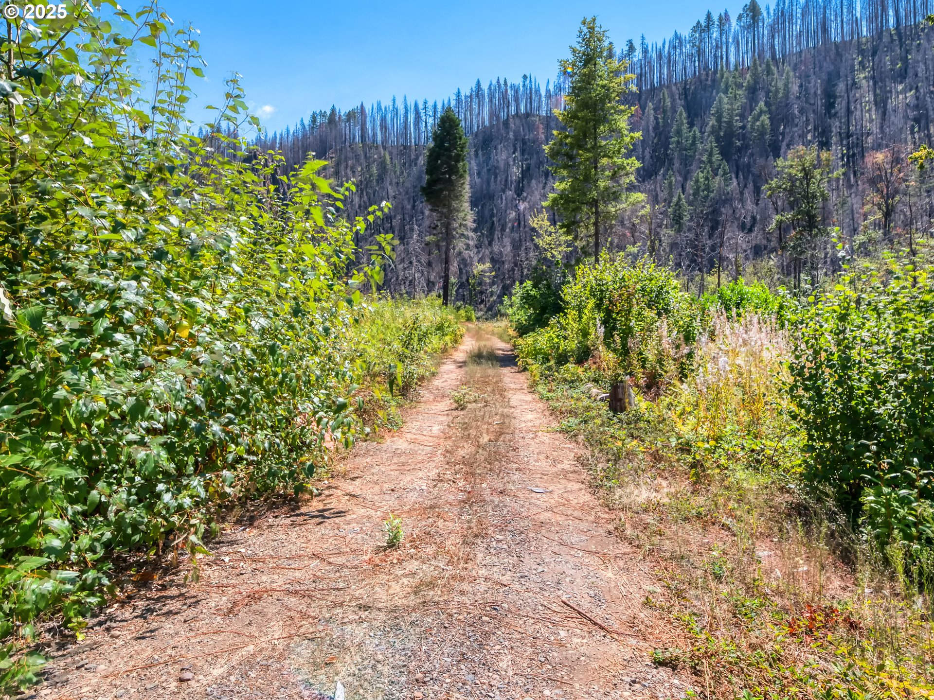 49280 McKenzie Highway Vida, OR 97488 - Photo 3 of 21 a view of a pathway with a yard