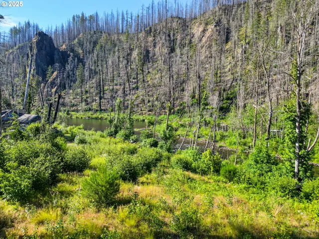 a view of a lush green forest with lawn chairs