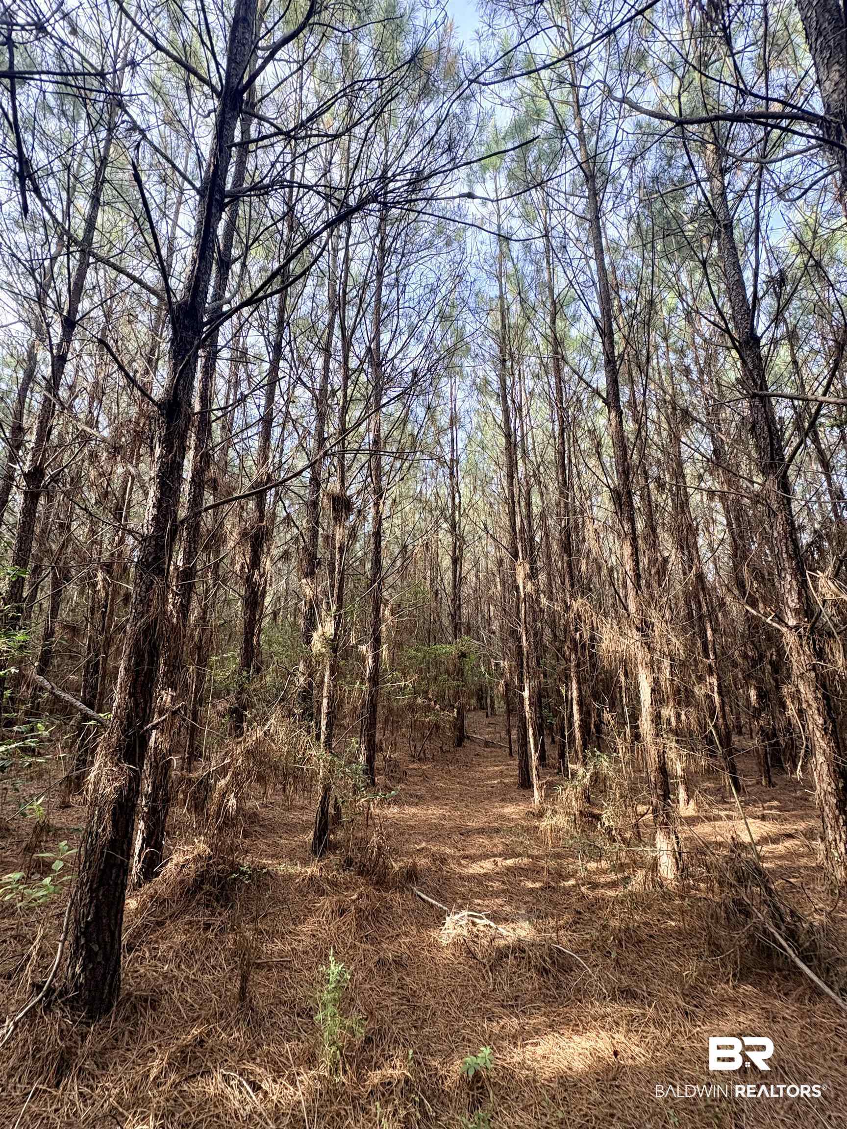 0 Joe Reeves Road Castleberry, AL 36432 - Photo 9 of 14