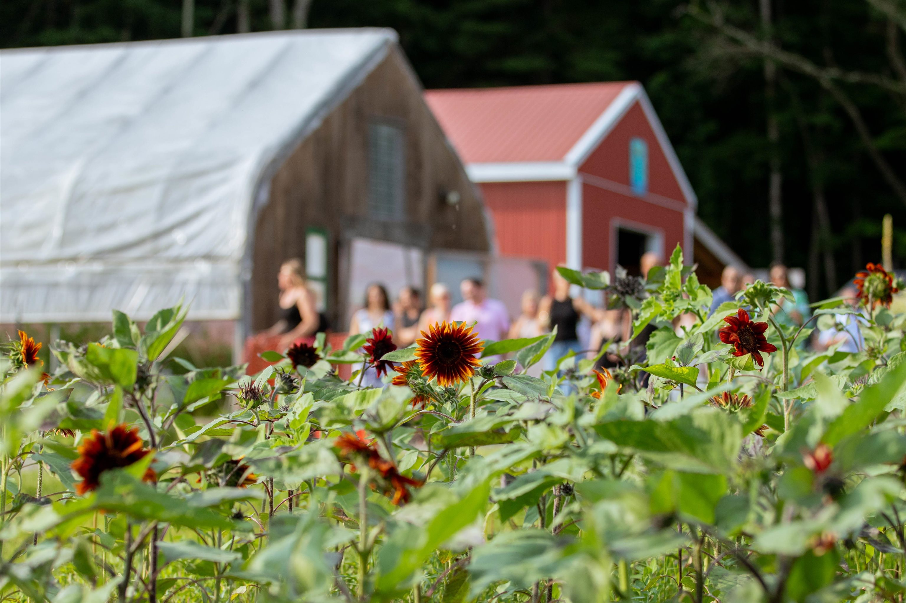 109 Morgan Road Tinmouth, VT 05777 - Photo 45 of 56