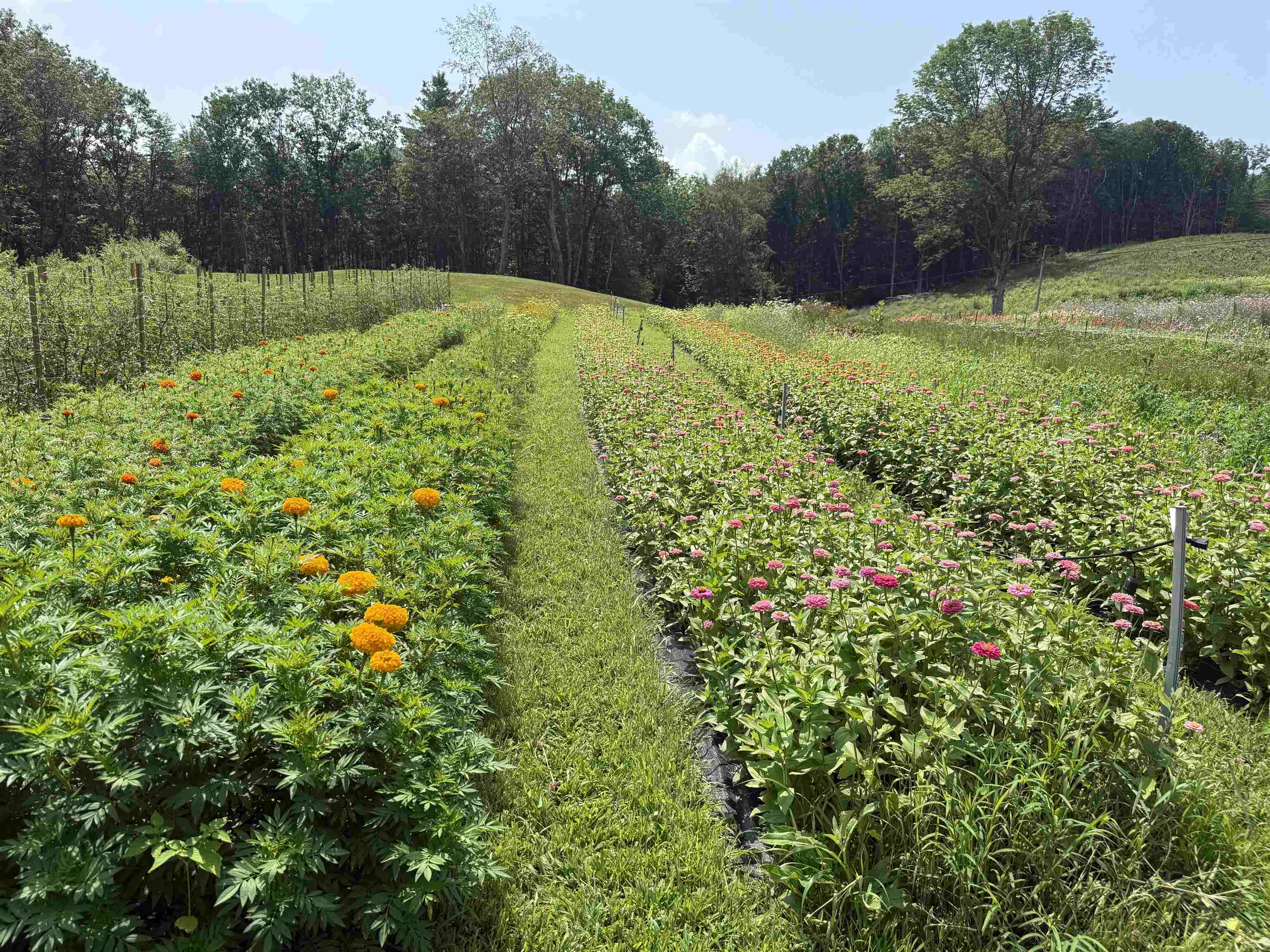 109 Morgan Road Tinmouth, VT 05777 - Photo 51 of 56