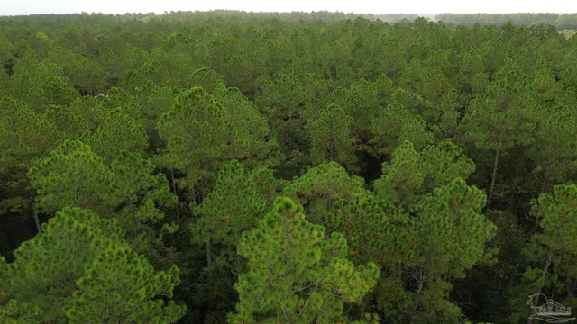 a view of a lots of trees and bushes