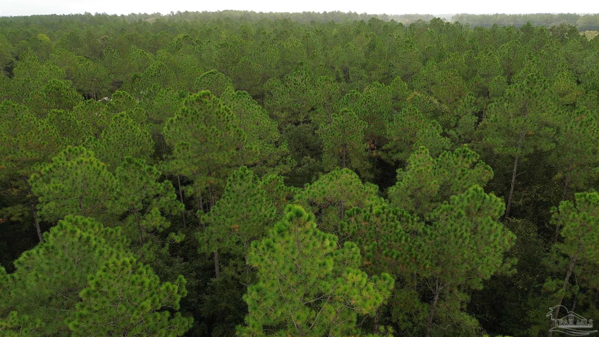 1 Wallace Lake Road Pace, FL 32571 - Photo 2 of 5 a view of a lots of trees and bushes