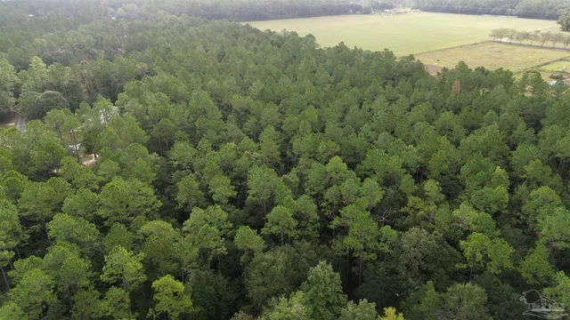 a view of a forest with a street