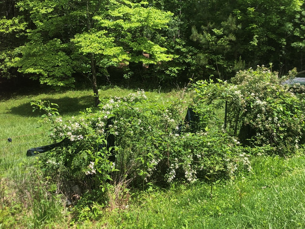 65 Black Oak Ridge Blue Ridge, GA 30513 - Photo 43 of 43