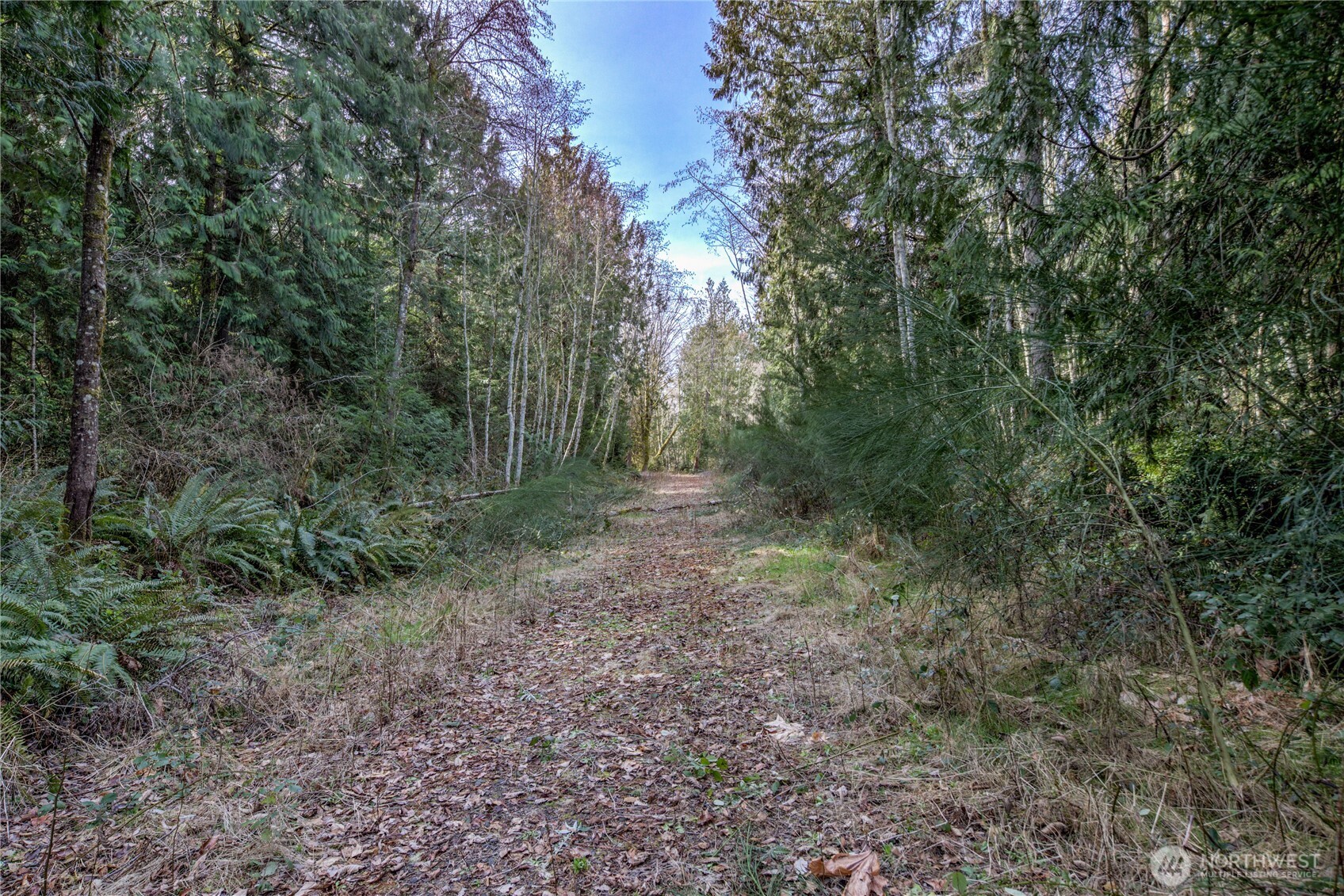 8679 Northeast Fox Den Lane, Unit LOT B Bainbridge Island, WA 98110 - Photo 11 of 12 a view of a forest with trees in the background