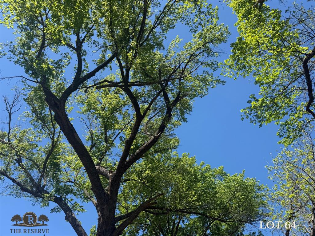 Lot 64 Camden Lane Springtown, TX 76082 - Photo 8 of 17 a view of a tree