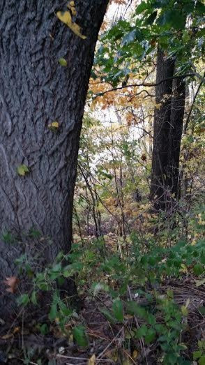 5787 South Head Road Hastings, MI 49058 - Photo 3 of 12 unnamed (1)