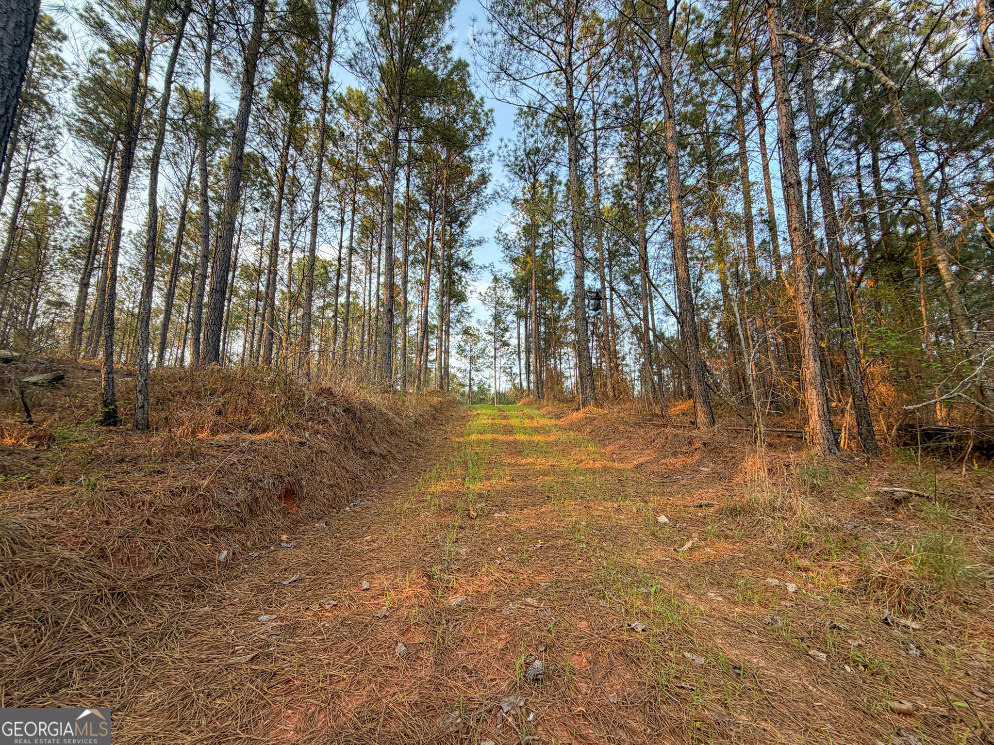 105 Acres On Mccosh Mill Road LaGrange, GA 30240 - Photo 11 of 25 a view of yard with trees