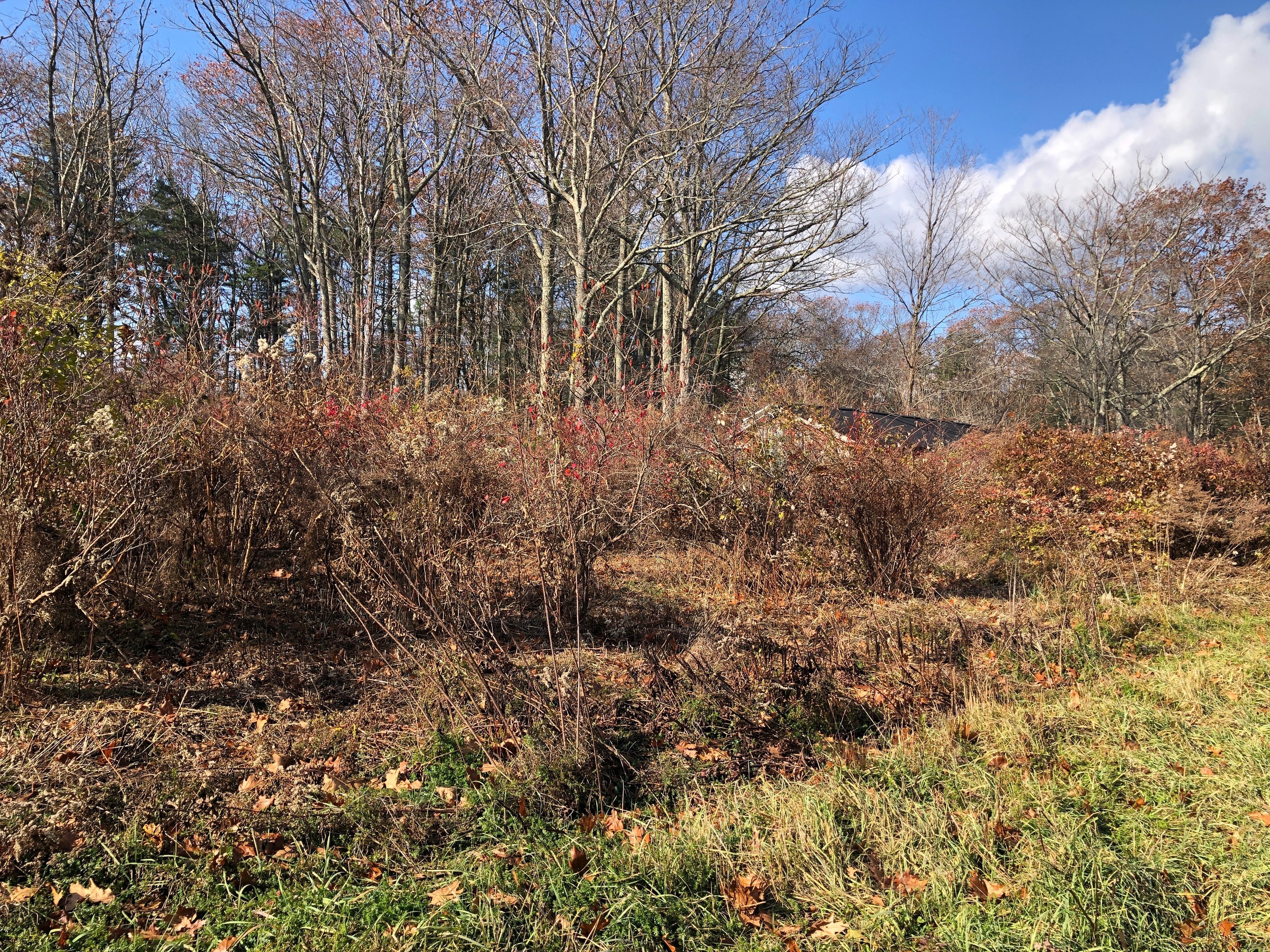 11 Shantry Road Colebrook, CT 06021 - Photo 12 of 15 a view of a yard