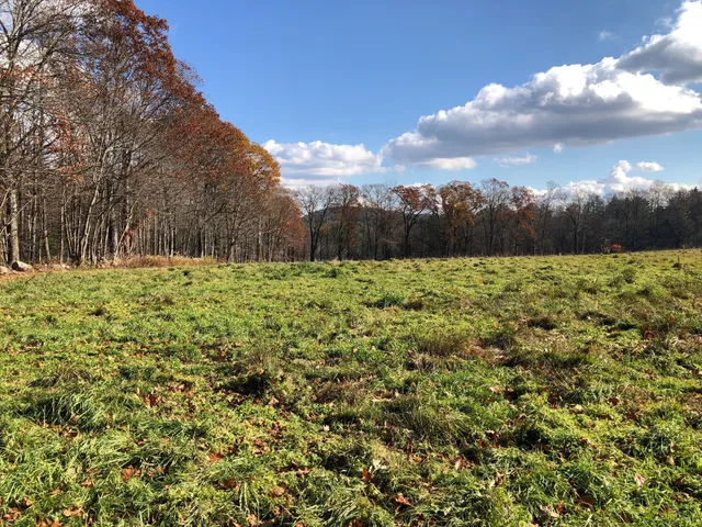 a view of a yard with a tree