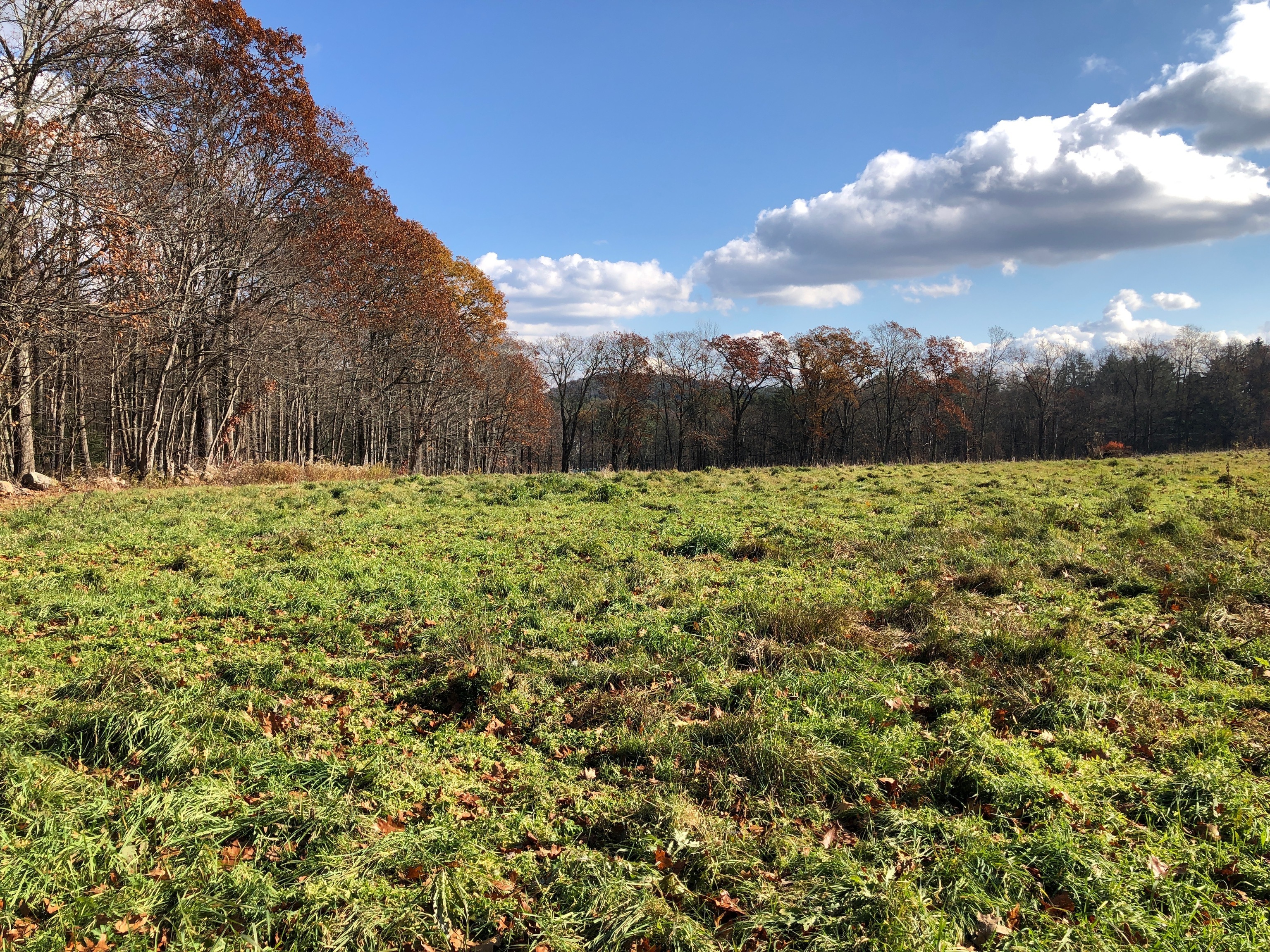 11 Shantry Road Colebrook, CT 06021 - Photo 15 of 15 a view of a yard with a tree