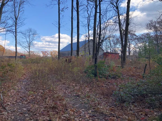 a view of a forest filled with trees