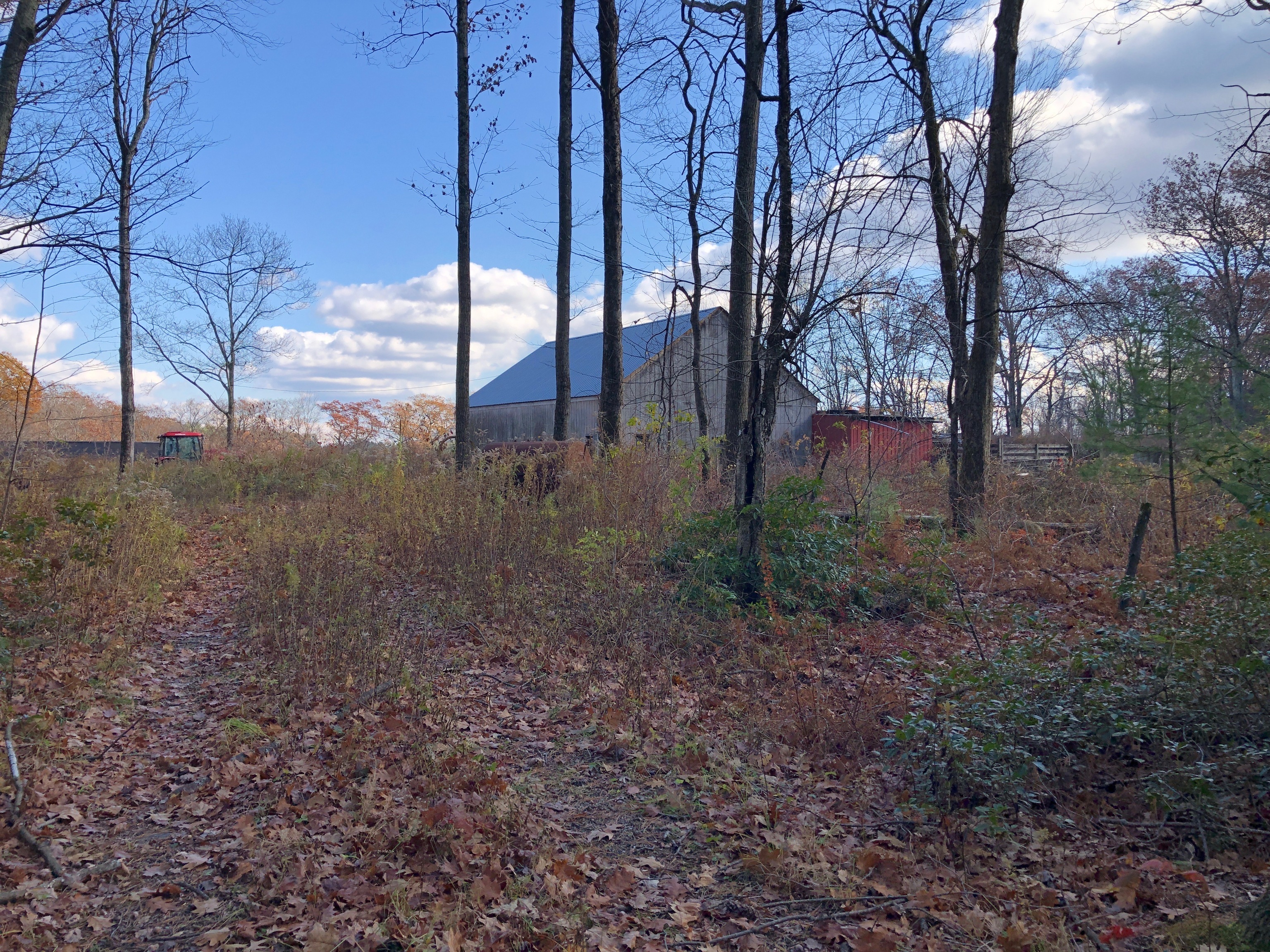 11 Shantry Road Colebrook, CT 06021 - Photo 9 of 15 a view of a forest filled with trees