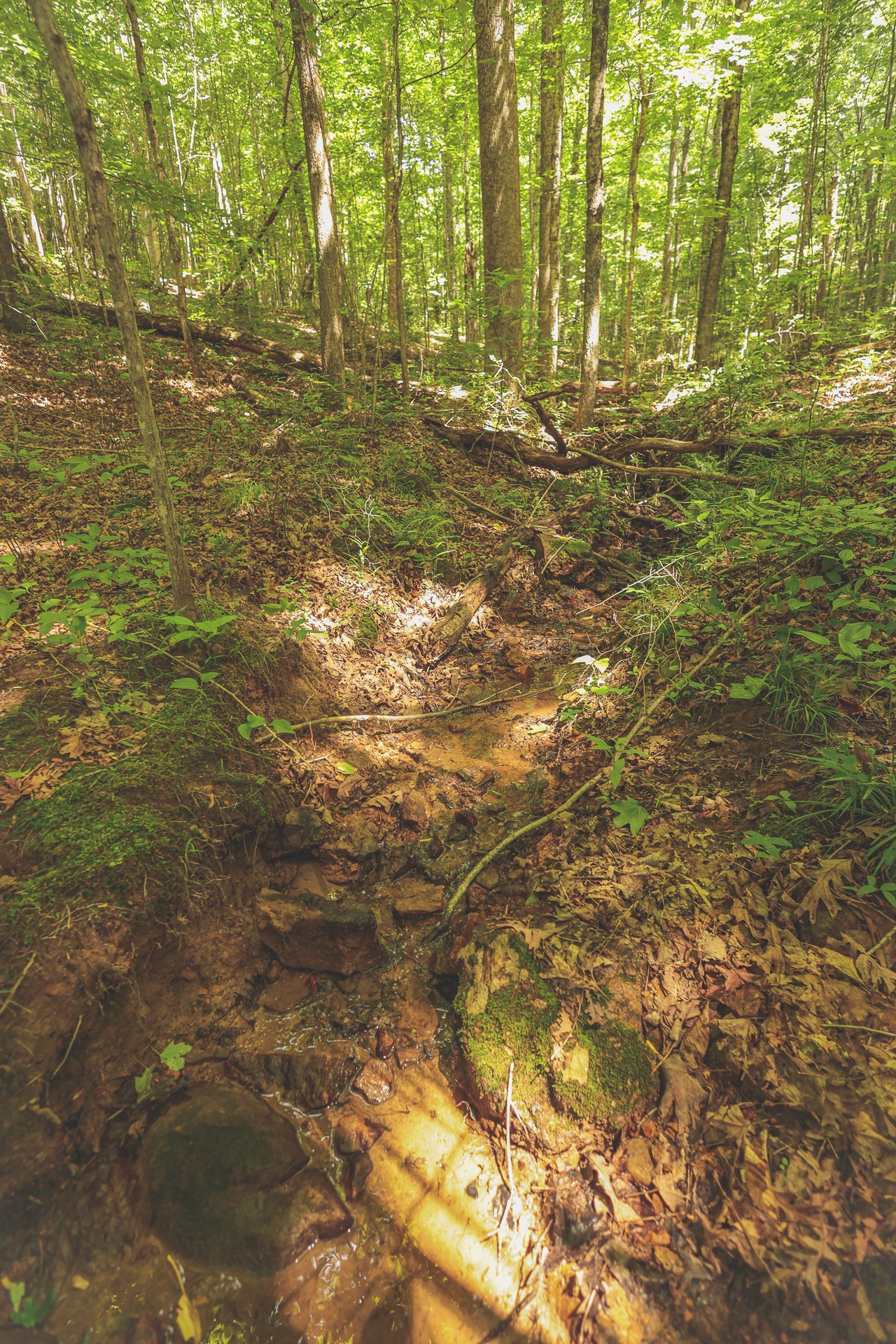 0 Long Fork Creek Road Spencer, TN 38585 - Photo 11 of 45