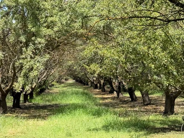 a view of backyard with green space