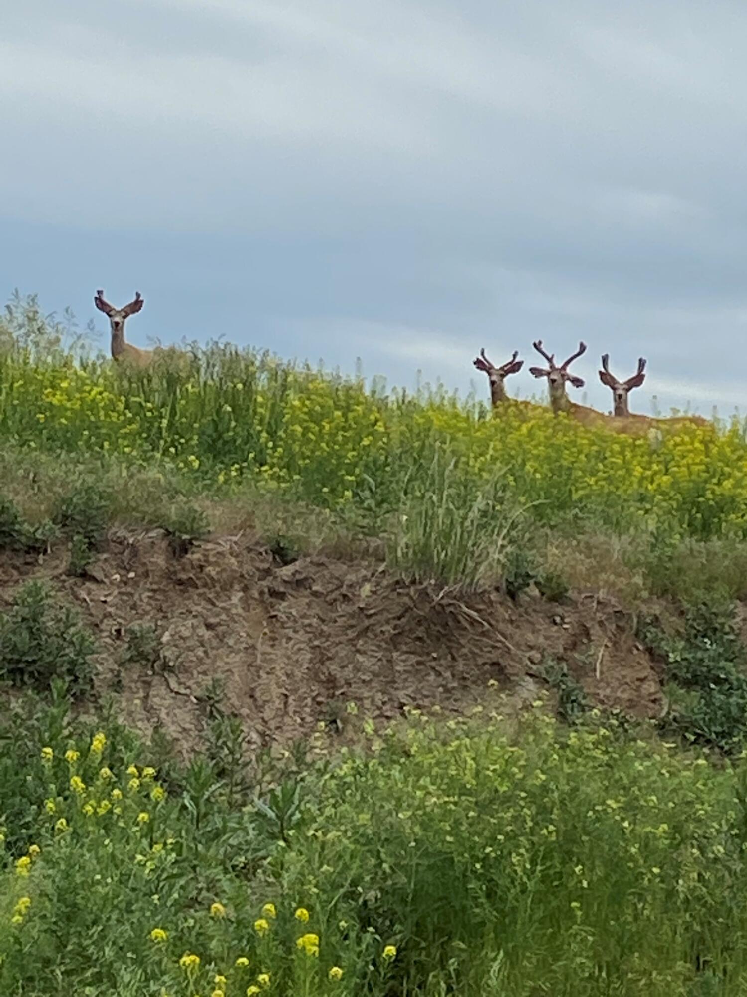 Wilderness Way, Unit (BTR7) Sheridan, WY 82801 - Photo 5 of 14 1