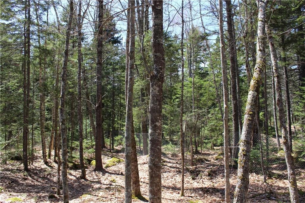 123 Decorum Road Surry, ME 04684 - Photo 24 of 33 Forested backyard on the west side...