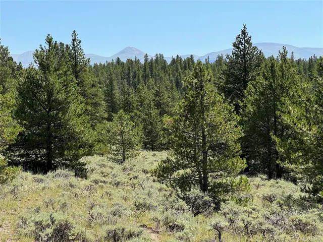 a view of a bunch of trees and bushes