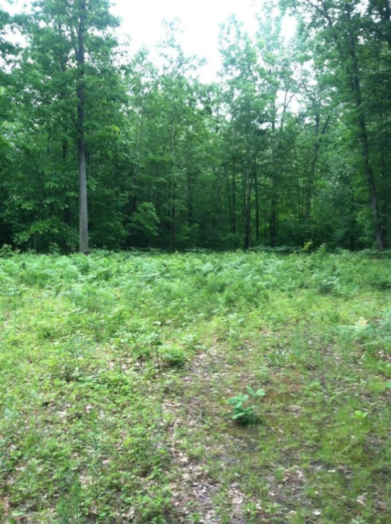 10704 Reed Road Howard City, MI 49329 - Photo 23 of 23 Additional Photo