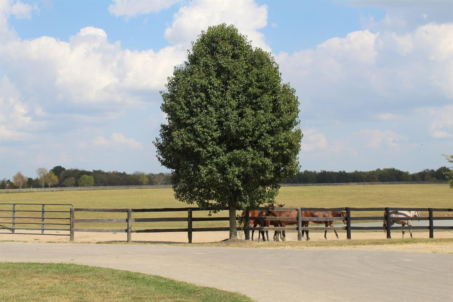 250 Ferguson Road Paris, KY 40361 - Photo 26 of 35 Listing Photo